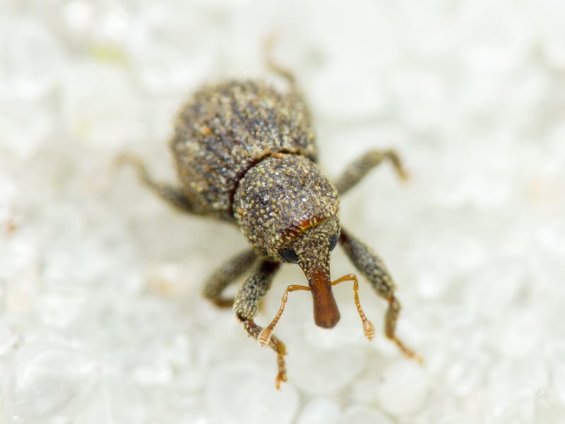 Acalles (Acalles) echinatus (Germar, 1824)